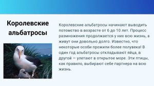 Удивительная птица "Альбатрос"