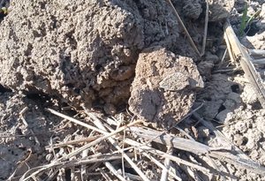 Чешуйка сделавшая весь коп в радость  плюс другое серебро