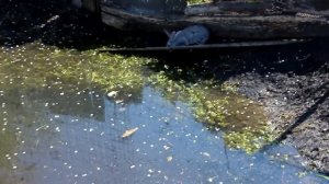 разведение кроликов в домашних условиях "мой личный опыт" кролики!