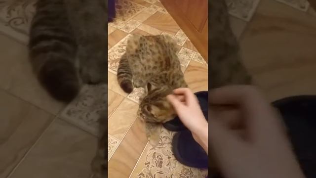 Экспериментальные гибриды амурского лесного кота и сибирской кошки