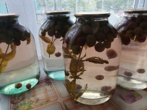 №135 _Мохито_ -компот из крыжовника и мяты быстрым способом.