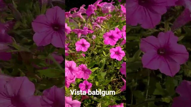 VISTA babblgum