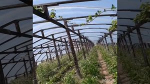 Виноград Эдна.Виноград Альфа.Самые вкусные.Супер загрузка.