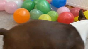 собака лопает шарики | Бостон Терьер | весёлая собака