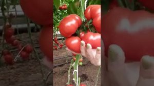 Томаты Армада F1