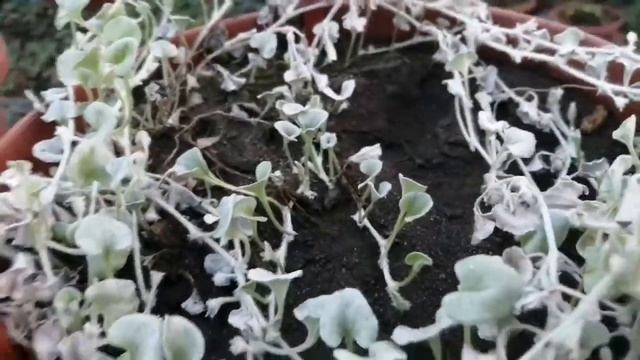 Дихондра серебристая в декабре. Как размножить и сохранить. смотреть онлайн