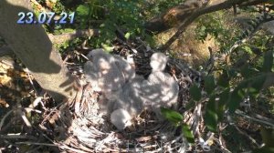 Сокол Чеглок. От яйца до вылета птенцов / Eurasian hobby nesting