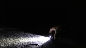 Налобный фонарь Nitecore HC65