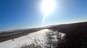 охота на гусей, весна! налёты и выстрелы! The best!