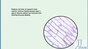 Строение клеток кожицы лука