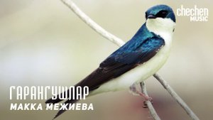 Макка Межиева - Гарангушлар | KAVKAZ MUSIC CHECHNYA