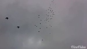 Николаевские голуби в Калмыкии