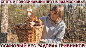 ?ОСЕННИЕ ОПЯТА ПРУТ В ПОДМОСКОВЬЕ!?ОСИНОВЫЙ ЛЕС РАДОВАЛ ГРИБНИКОВ ПОДОСИНОВИКАМИ.?Октябрь 2022?