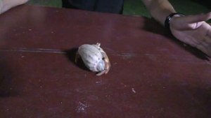 Вытащили из раковины рака отшельника