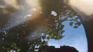 Сомы в бочке. 10,06,2019