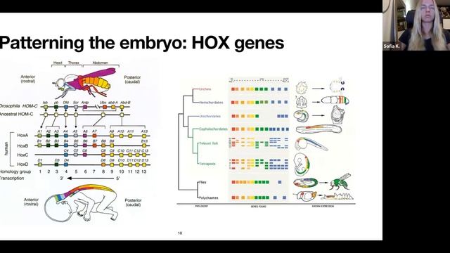 Lecture 12. Neural tissue development