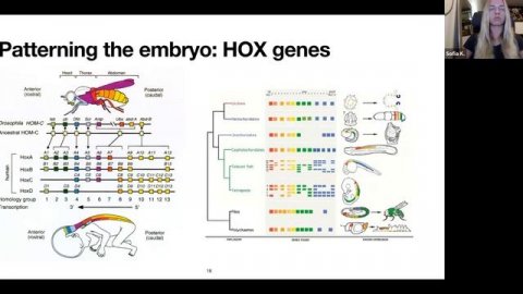 Lecture 12. Neural tissue development