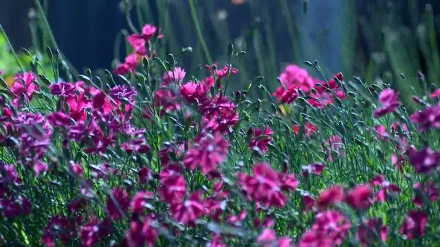 проба пера цветы) смотреть онлайн