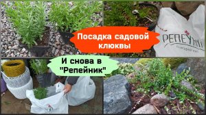 Посадка садовой клюквы ( сентябрь 2022 г.)