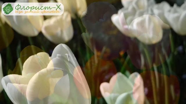 Луковицы тюльпанов смотреть онлайн