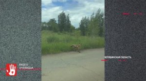 В Аргаяшском районе снова видели медведя