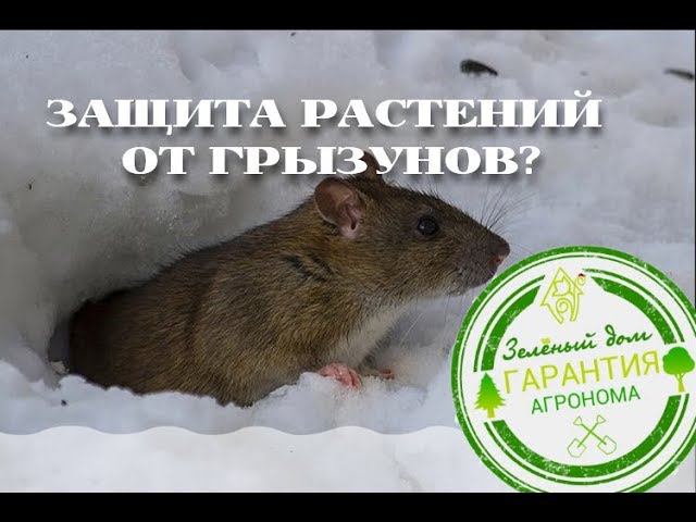 Способ защиты растений от грызунов