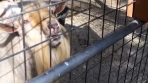 Коза плюётся и издает странные звуки