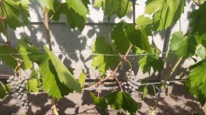 Фронтиньяк гри на 30 07 22