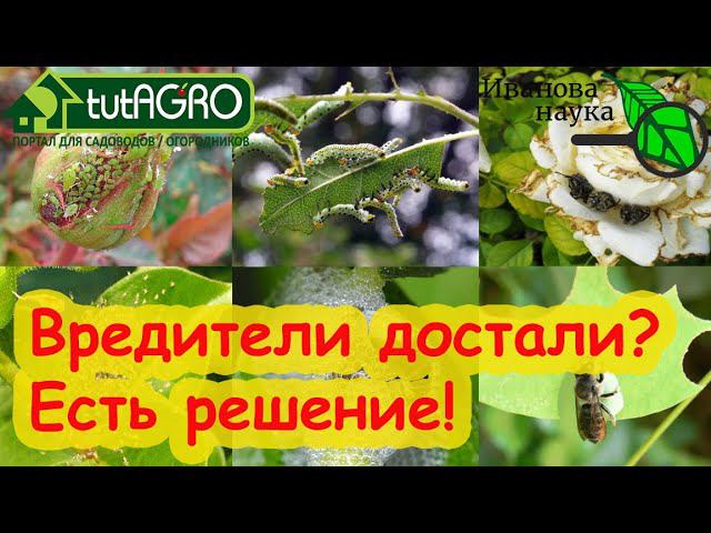 ДЕШЕВОЕ и ЭФФЕКТИВНОЕ СРЕДСТВО от ВСЕХ ВРЕДИТЕЛЕЙ! Устали бороться с тлями и клещами? Бипин поможет!