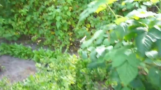 ДАЧНЫЙ ВЛОГ: НАШЕ УТРО / ЛАВАНДА / ИДЕАЛЬНЫЕ СРЕДСТВА ДЛЯ ВЬЮЩИХСЯ ВОЛОС / ЛЕНИВАЯ ОВСЯНКА