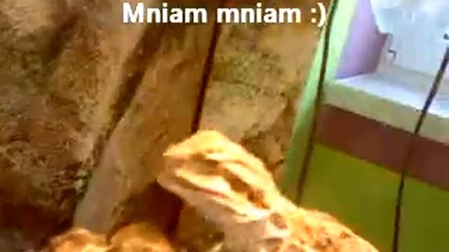 Agama je pietruszke смотреть онлайн