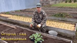 Высадка рассады ранней капусты