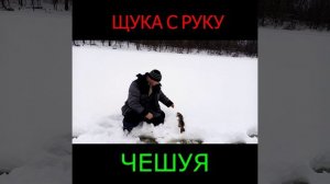 Щука с руку