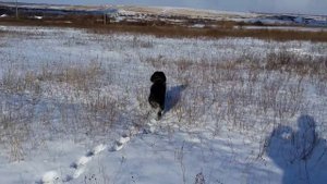 Охота со Спаниелем на куропаток (зимой)