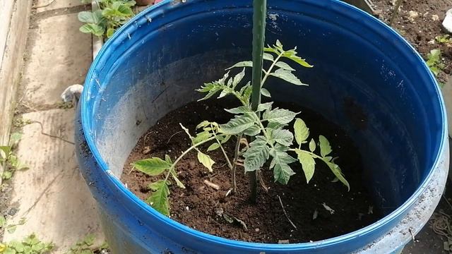 ПОМИДОРОВОЕ ДЕРЕВО. ЭКСПЕРИМЕНТ. САЖАЕМ ПОМИДОРЫ. ВЕСНА НА ДАЧЕ. ВЕСЕННИЕ ПОСАДКИ. смотреть онлайн