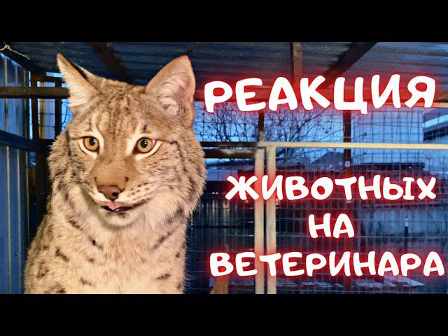 Реакция животных на ветеринара и прививки