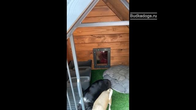 Уличный вольер для собаки «мини». Видео от клиентов. смотреть онлайн