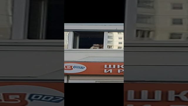 Собака выглядывает из окна смотреть онлайн