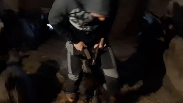 Ну да, такое нигде не увидишь, сама знаю Пух козий смотреть онлайн