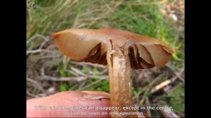 Inocybe squamata. Champimaginatis. English Text.