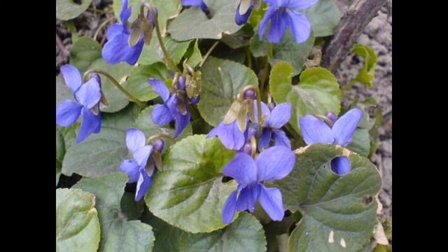 Хвавилебис дедопала(автор Нана Конджария) смотреть онлайн