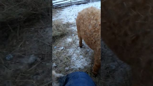 Просята. Венгерская Мангалица...Остатки Сладки ? смотреть онлайн