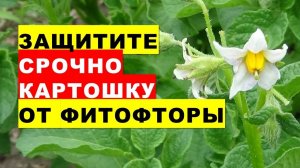 Защитите срочно картошку от фитофторы