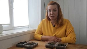 Лаванда: 4 способа посадки семенами. Можно без стратификации?