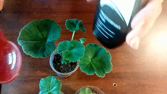 Как поливать черенки пеларгонии смотреть онлайн