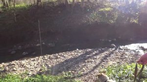 Прогулка в лесу в окрестностях Нефтегорска, Апшеронский район. Краснодарский край.