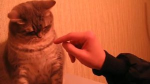 Кошки умеют рычать