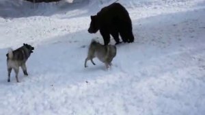 Норвежский элкхаунд.wmv