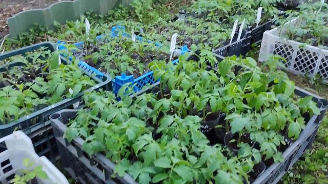 Рассада на продажу томатов, перцев, огурцов и цветов в Томилино смотреть онлайн