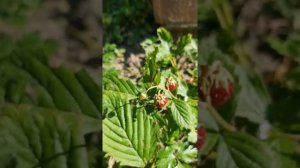 Малиновка, Чугуевский р-н, Харьковская область.